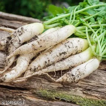 Organic Radish 